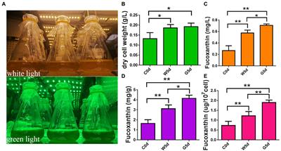 Combined analysis of chromatin accessibility and gene expression profiles provide insight into <mark class="highlighted">Fucoxanthin</mark> biosynthesis in Isochrysis galbana under green light
